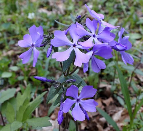 Wild Blue Phlox reference