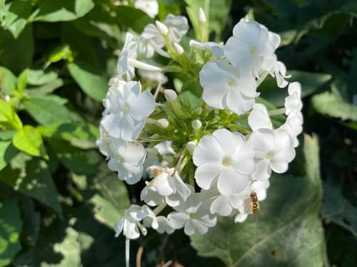 Garden Phlox reference