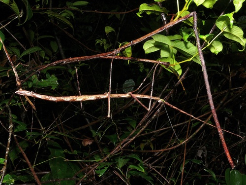 Kirby's Stick Insect reference