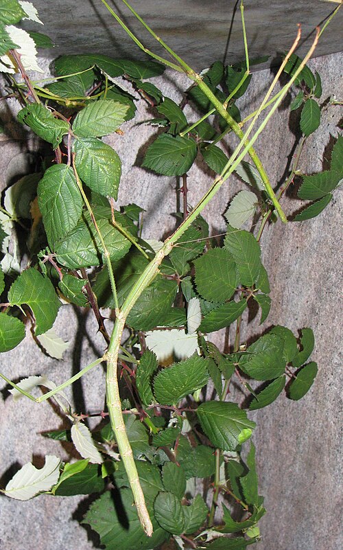 Giant Malayan Stick Insect reference