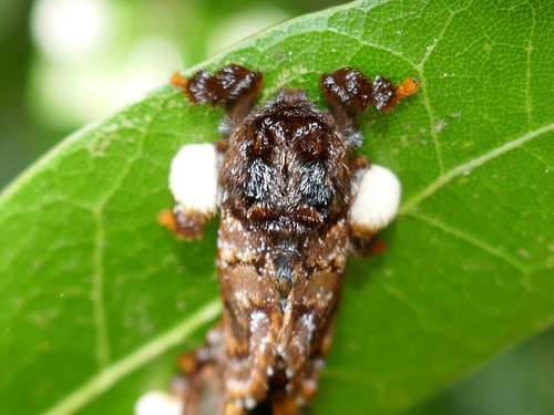 Monkey Slug Moth reference