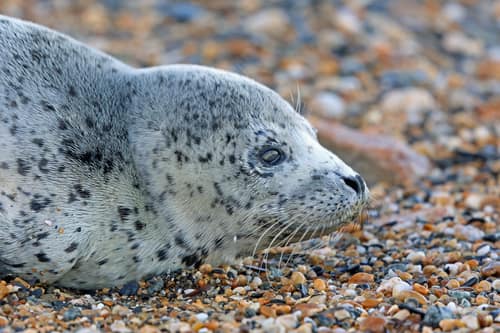 Spotted Seal reference