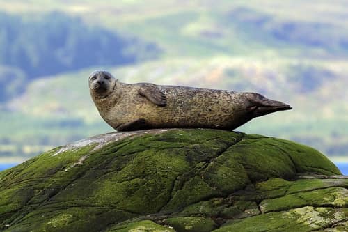 Harbor Seal reference