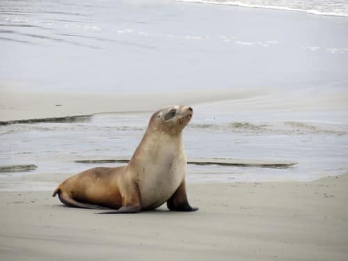 New Zealand Sea Lion reference