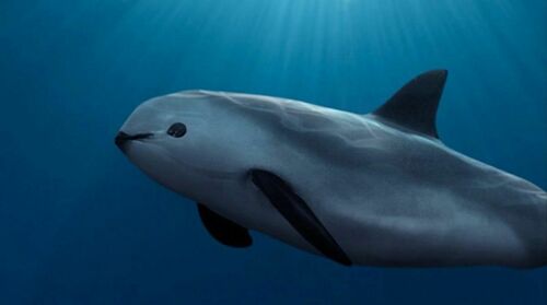 Vaquita reference