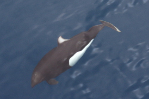 Dall's Porpoise reference