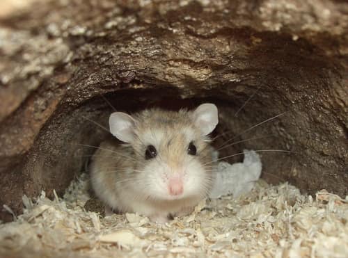 Roborovski Dwarf Hamster reference