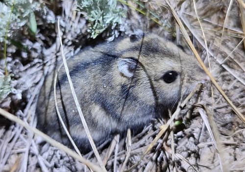 Winter White Dwarf Hamster reference