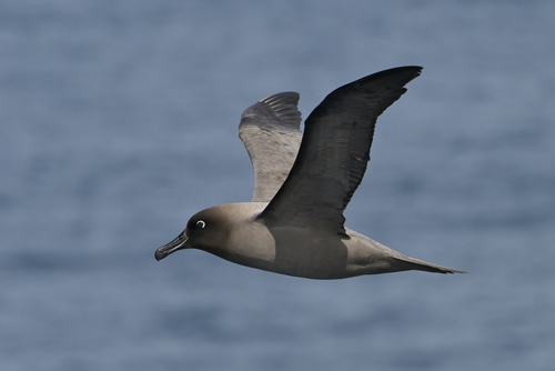 Light-mantled Albatross reference