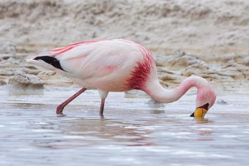 James's Flamingo reference