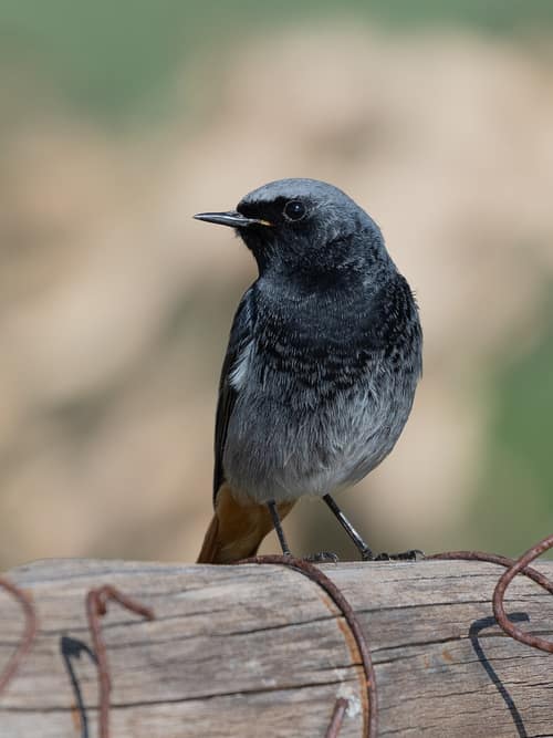 Black Redstart reference