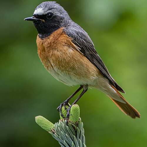 Common Redstart reference