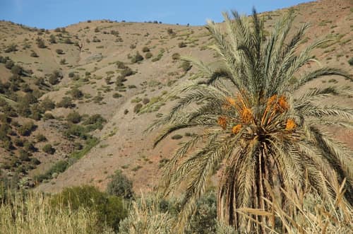 Date Palm reference