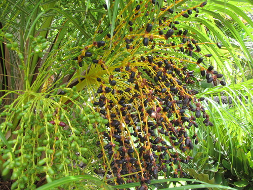 Pygmy Date Palm reference
