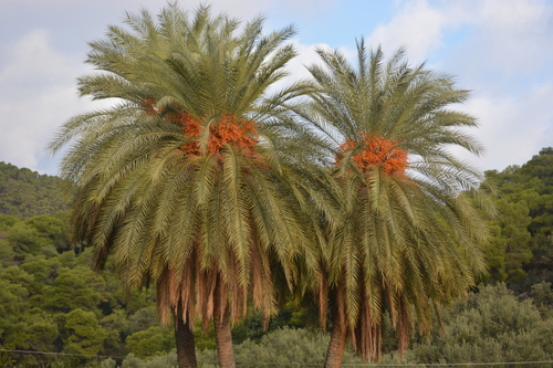 Cretan Date Palm reference