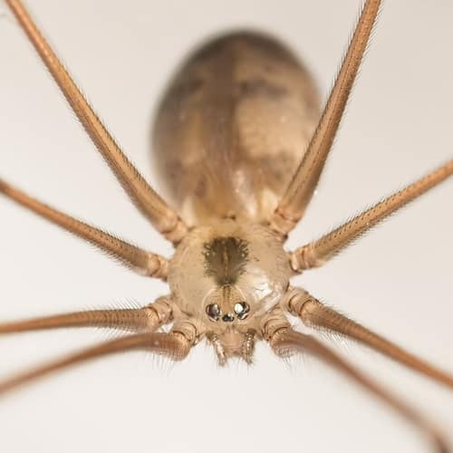 Cellar Spider reference