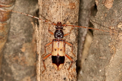 Yellow-Horned Eucalyptus Borer reference