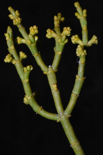 Juniper Mistletoe reference