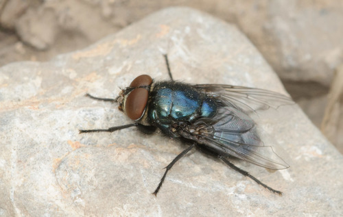 Black Blow Fly reference