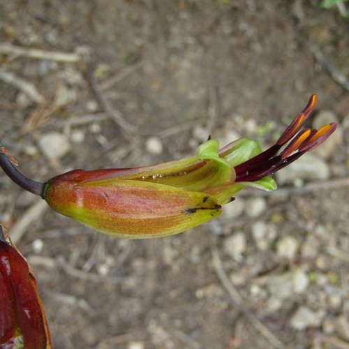 Mountain Flax reference