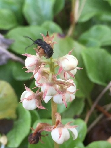 Lesser Glow-worm reference