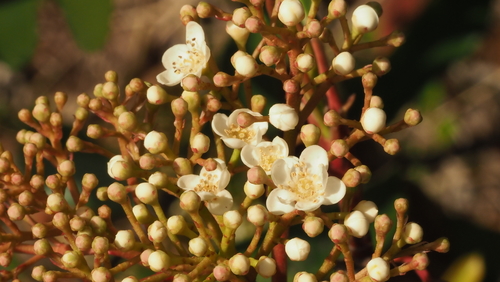 Chinese Photinia reference