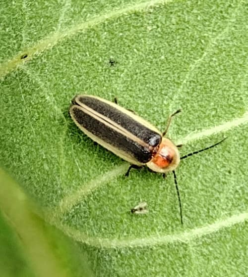 Margined Firefly reference