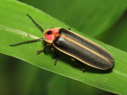 Common Eastern Firefly reference