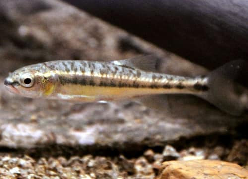 Eurasian Minnow reference