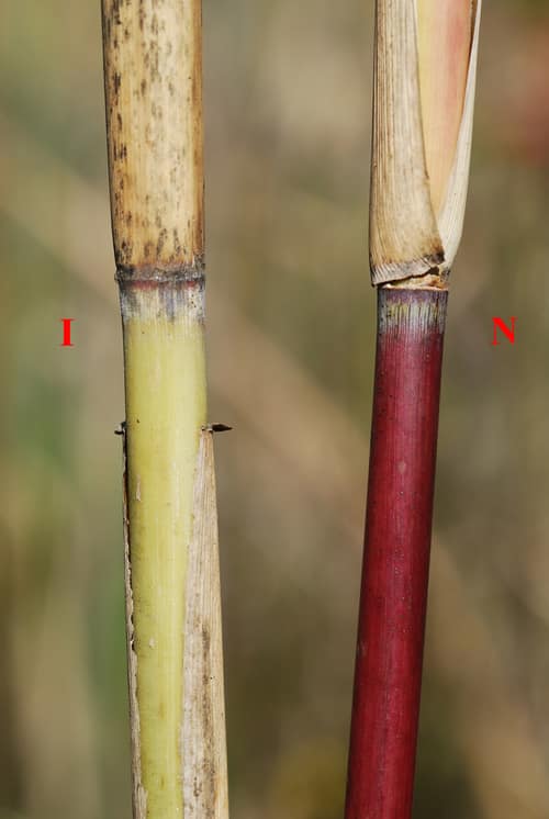 Common Reed reference