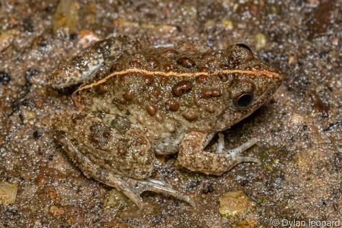 Natal Puddle Frog reference