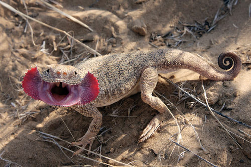 Secretive Toadhead Agama reference