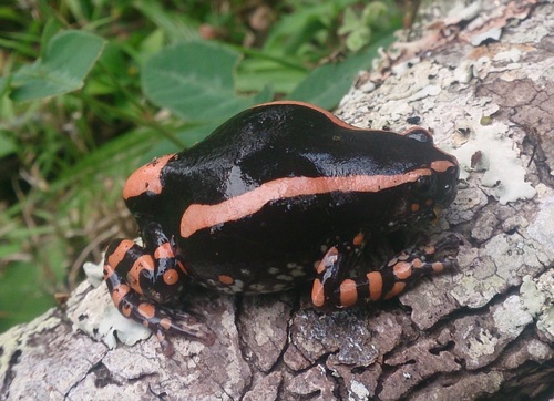 Banded Rubber Frog reference