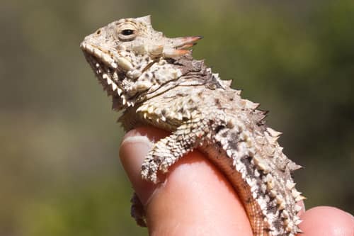 Coast Horned Lizard reference