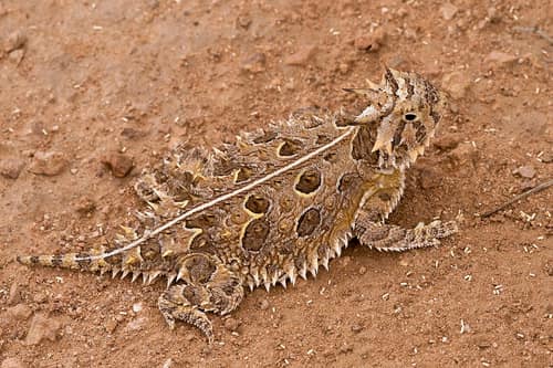Texas Horned Lizard reference