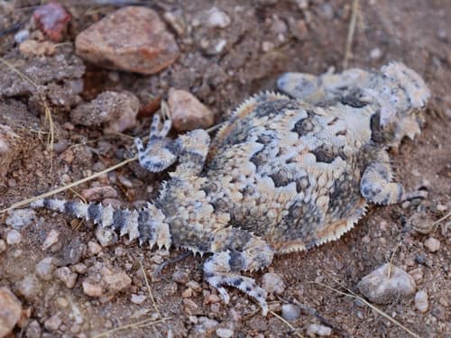 Desert Horned Lizard reference