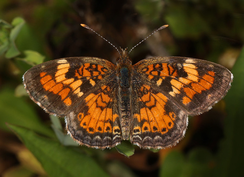 Phaon Crescent reference
