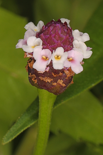 Lanceleaf Frogfruit reference