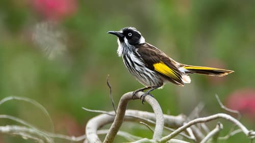 New Holland Honeyeater reference