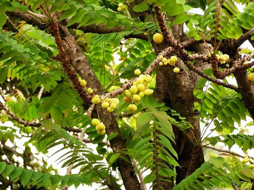 Otaheite Gooseberry reference