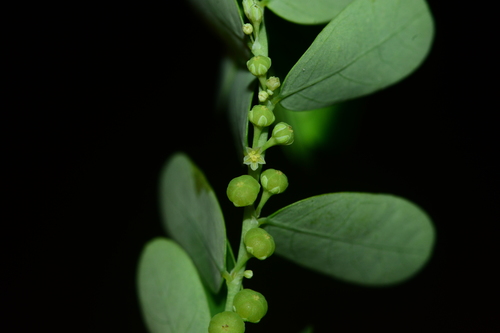 Carry-Me-Seed reference
