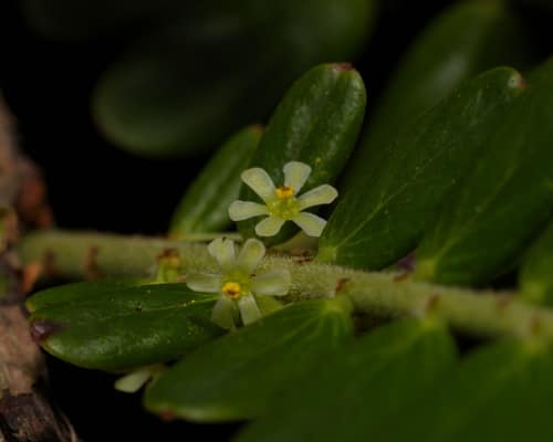 Indian Gooseberry reference
