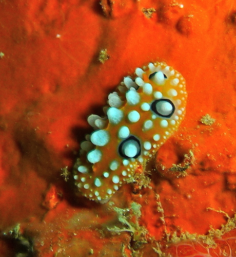 Ocellated Phyllidia reference