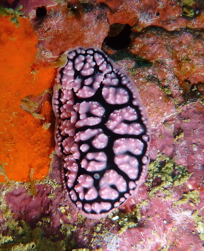 Pustulose Wart Slug reference