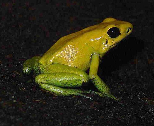 Black-legged Poison Frog reference