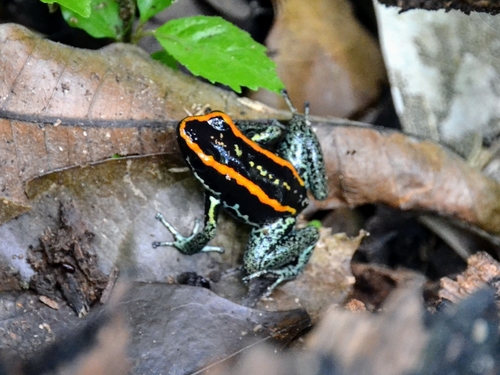 Golfodulcean Poison Frog reference