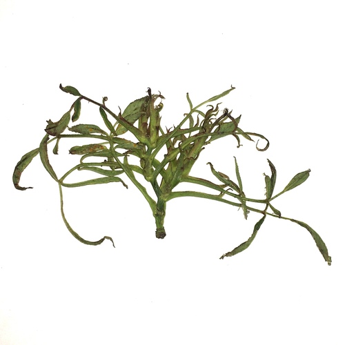 Rose Rosette Mite reference