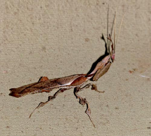 Ghost Mantis reference