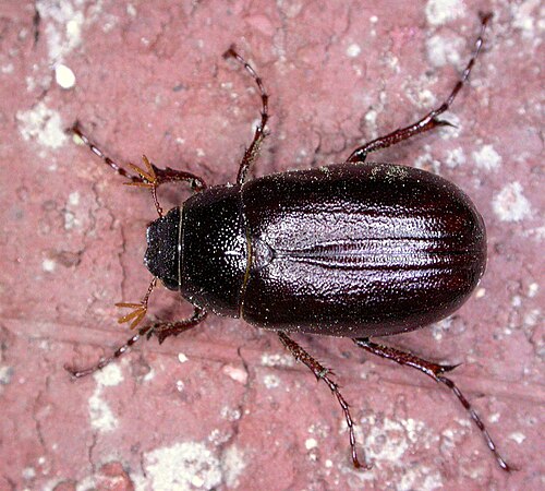 May Beetle reference