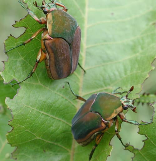 Rugose June Beetle reference